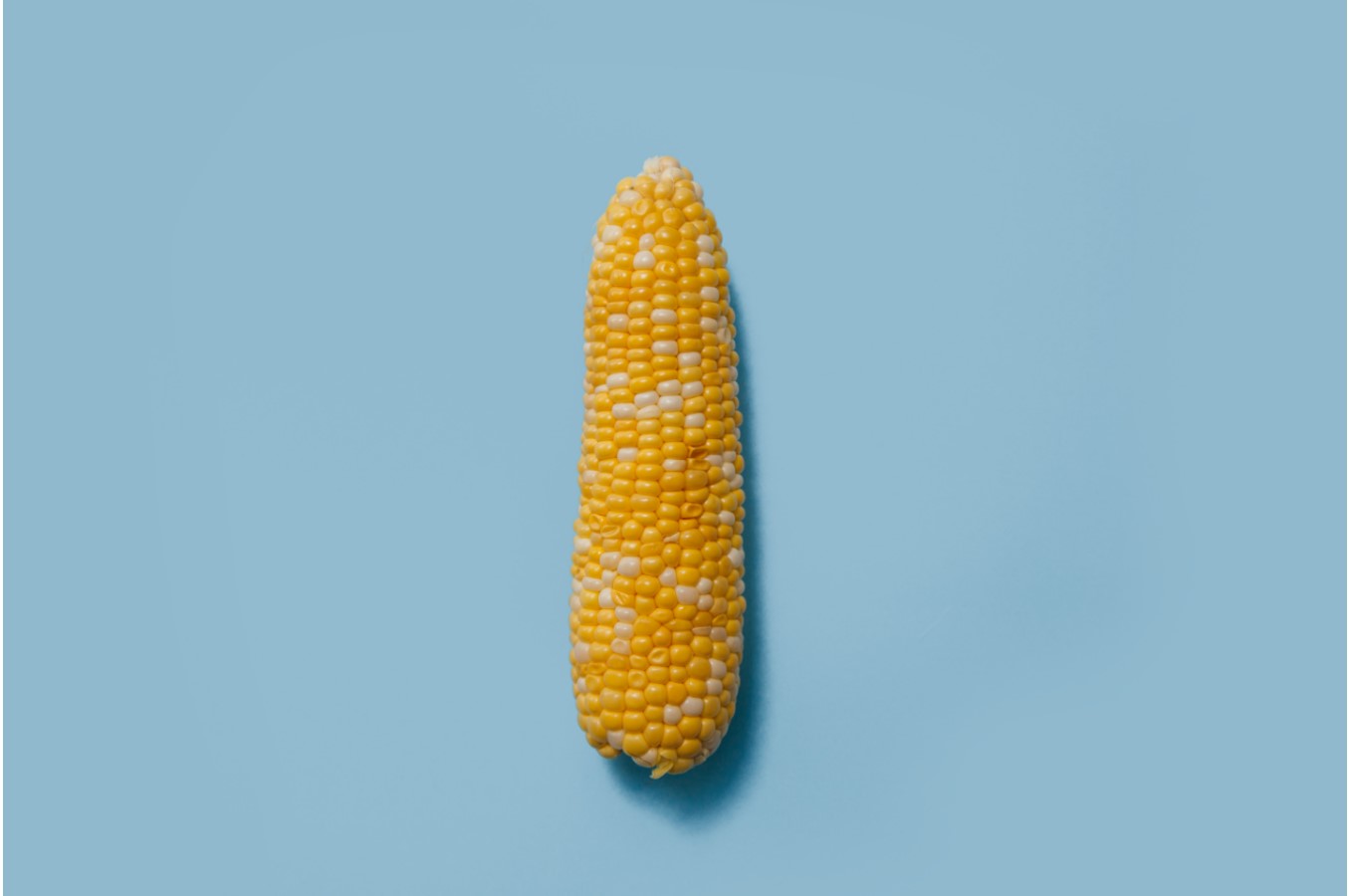 jagung-sebagai-bahan-bakar-alternatif